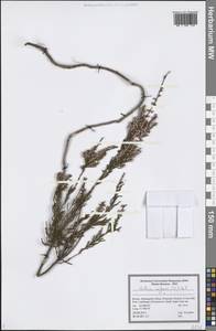 Calluna vulgaris (L.) Hull, Eastern Europe, Northern region (E1) (Russia)