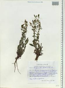 Campanula sibirica L., Siberia, Altai & Sayany Mountains (S2) (Russia)
