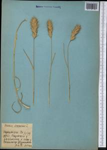 Bromus scoparius L., Middle Asia, Pamir & Pamiro-Alai (M2) (Tajikistan)