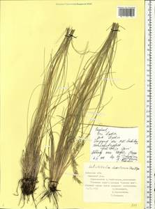 Helictotrichon desertorum (Less.) Pilg., Eastern Europe, Central forest-and-steppe region (E6) (Russia)
