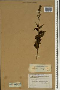 Asyneuma campanuloides (M.Bieb. ex Sims) Bornm., Caucasus (no precise locality) (K0)