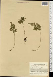 Cystopteris montana (Lam.) Desv., Caucasus, South Ossetia (K4b) (South Ossetia)