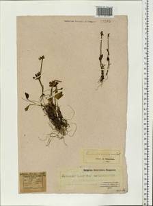 Ranunculus sulphureus, Western Europe (EUR) (Svalbard and Jan Mayen)