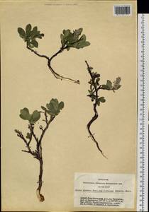 Salix arctica subsp. torulosa (Ledeb.) Hultén, Siberia, Altai & Sayany Mountains (S2) (Russia)