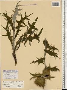 Cirsium daghestanicum Char., Caucasus, Dagestan (K2) (Russia)