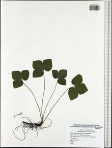 Hepatica nobilis Schreb., Eastern Europe, Central region (E4) (Russia)