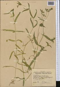 Lepyrodiclis stellarioides Schrenk ex Fisch. & C. A. Mey., Middle Asia, Western Tian Shan & Karatau (M3) (Uzbekistan)