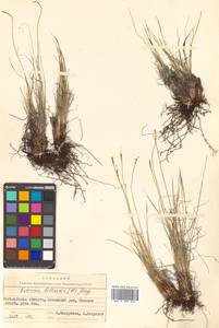 Carex myosuroides Vill., Siberia, Chukotka & Kamchatka (S7) (Russia)