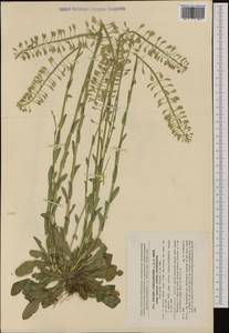 Noccaea caerulescens (J. Presl & C. Presl) F. K. Mey., Western Europe (EUR) (Slovakia)