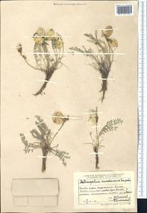 Astragalus masanderanus Bunge, Middle Asia, Dzungarian Alatau & Tarbagatai (M5) (Kazakhstan)