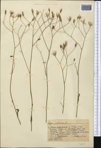 Crepis pulchra L., Middle Asia, Western Tian Shan & Karatau (M3) (Kazakhstan)