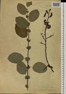 Salix pyrolifolia Ledeb., Siberia, Baikal & Transbaikal region (S4) (Russia)