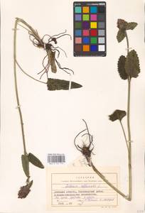MHA 0 154 772, Betonica officinalis L., Eastern Europe, South Ukrainian region (E12) (Ukraine)