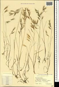 Bromus japonicus Houtt., Crimea (KRYM) (Russia)