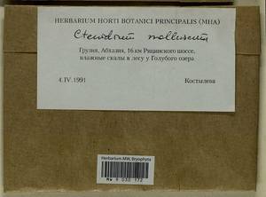 Ctenidium molluscum (Hedw.) Mitt., Bryophytes, Bryophytes - Transcaucasia (B13) (Abkhazia)