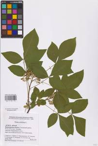 Ptelea trifoliata L., Eastern Europe, Central forest-and-steppe region (E6) (Russia)