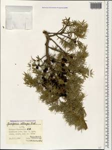 Juniperus communis var. saxatilis Pall., Caucasus, Azerbaijan (K6) (Azerbaijan)