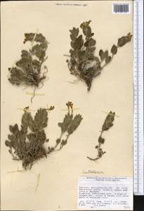 Scutellaria, Middle Asia, Western Tian Shan & Karatau (M3) (Kyrgyzstan)