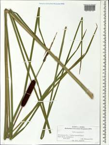 Typha angustifolia L., Eastern Europe, Moscow region (E4a) (Russia)