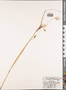 Eriophorum angustifolium Honck., Eastern Europe, Central region (E4) (Russia)