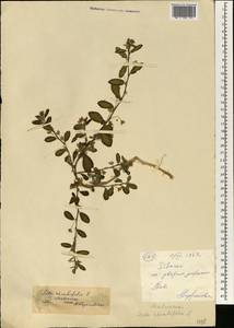 Sida rhombifolia, Africa (AFR) (Mali)