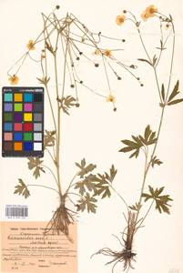 Ranunculus acris L., Eastern Europe, Moscow region (E4a) (Russia)