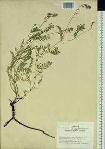 Oxytropis glabra DC., Siberia, Altai & Sayany Mountains (S2) (Russia)