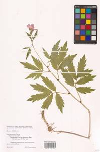 Cardamine bulbifera (L.) Crantz, Eastern Europe, Central forest-and-steppe region (E6) (Russia)