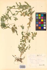 Cardamine impatiens L., Siberia, Russian Far East (S6) (Russia)