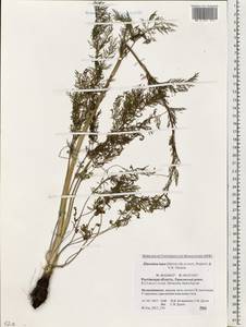 Elaeosticta lutea (Hoffm.) Kljuykov, Pimenov & Tikhom., Eastern Europe, Rostov Oblast (E12a) (Russia)