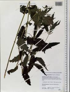 Urtica dioica var. holosericea Fr., Siberia, Baikal & Transbaikal region (S4) (Russia)