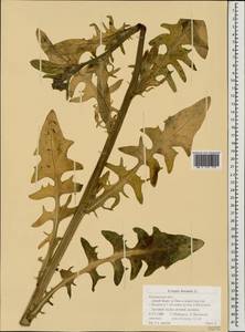 Crepis biennis L., Eastern Europe, Central region (E4) (Russia)
