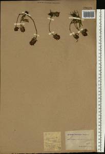 Prunella laciniata (L.) L., Eastern Europe, North Ukrainian region (E11) (Ukraine)