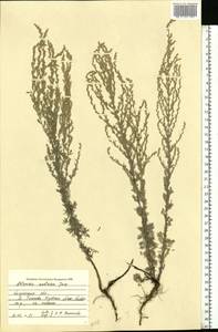 Artemisia austriaca Jacq., Eastern Europe, Central region (E4) (Russia)