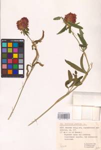 Trifolium alpestre L., Eastern Europe, Belarus (E3a) (Belarus)