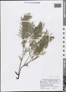Adonis volgensis DC., Eastern Europe, Middle Volga region (E8) (Russia)