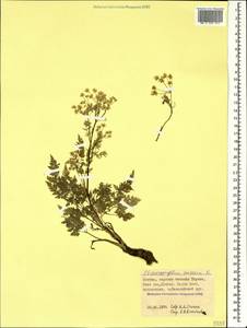 Chaerophyllum aureum L., Caucasus, North Ossetia, Ingushetia & Chechnya (K1c) (Russia)