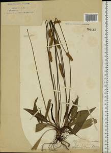 Plantago lanceolata L., Eastern Europe, Eastern region (E10) (Russia)