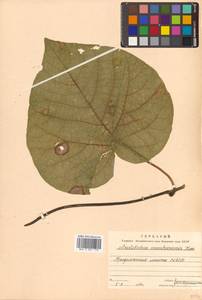 Aristolochia manchuriensis Kom., Siberia, Russian Far East (S6) (Russia)