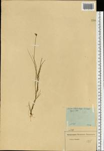 Carex chordorrhiza L.f., Eastern Europe, Moscow region (E4a) (Russia)