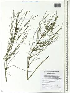 Equisetum palustre L., Eastern Europe, North-Western region (E2) (Russia)