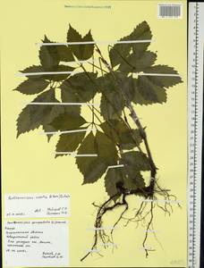 Parthenocissus inserta (A. Kern.) Fritsch, Eastern Europe, Central forest-and-steppe region (E6) (Russia)