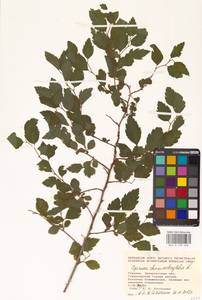 Spiraea chamaedryfolia L., Eastern Europe, West Ukrainian region (E13) (Ukraine)