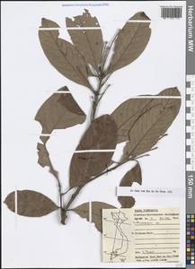 Lithocarpus, South Asia, South Asia (Asia outside ex-Soviet states and Mongolia) (ASIA) (Vietnam)