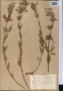 Dracocephalum diversifolium Rupr., Middle Asia, Western Tian Shan & Karatau (M3) (Kyrgyzstan)