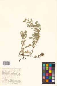 Sibbaldianthe bifurca (L.) Kurtto & T. Erikss., Eastern Europe, Lower Volga region (E9) (Russia)