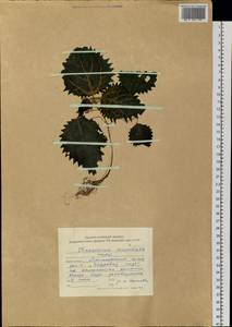 Girardinia diversifolia subsp. suborbiculata (C. J. Chen) C. J. Chen & Friis, Siberia, Russian Far East (S6) (Russia)