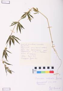 Cannabis sativa var. ruderalis (Janisch.) S. Z. Liou, Siberia, Altai & Sayany Mountains (S2) (Russia)