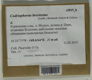 Dilutineuron brevisetum (Lindb.) Bedn.-Ochyra, Sawicki, Ochyra, Szczecińska & Plášek, Bryophytes, Bryophytes - Russian Far East (excl. Chukotka & Kamchatka) (B20) (Russia)