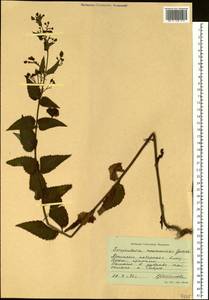 Scrophularia kakudensis Franch., Siberia, Russian Far East (S6) (Russia)